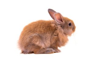 Baby cute rabbits has a pointed ears, brown fur and sparkling eyes, on white isolated background, to Easter festival and holidays concept.
