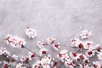 Spring blooming branches on a grey concrete background.