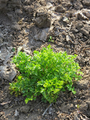 Parsley sprouts and last year’s leaves on a sunny day