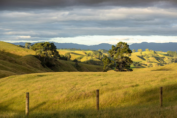 Fototapeta premium typical rural landscape in New Zealand