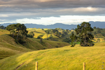 typical rural landscape in New Zealand