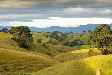 Fototapeta premium typical rural landscape in New Zealand