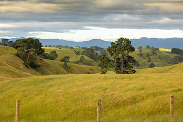 Fototapeta premium typical rural landscape in New Zealand