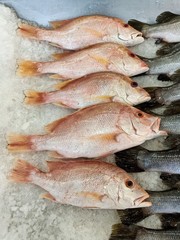  Many fresh sea fish are sold at seafood restaurants.76