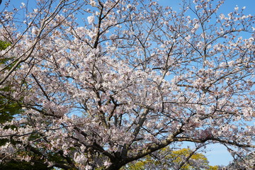 桜