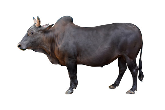 Brahman ox isolated on white background with clipping path