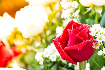 The Red rose in the important moments.