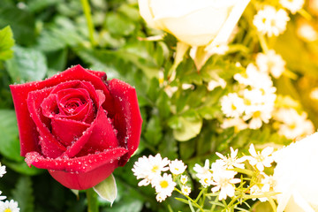 The Red rose in the important moments.