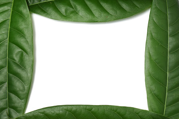 Green leaf on isolate white background with clipping path