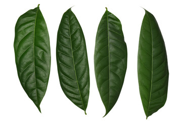 Green leaf on isolate white background with clipping path