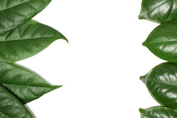 Green leaf on isolate white background with clipping path