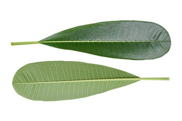 Green leaf on isolate white background with clipping path
