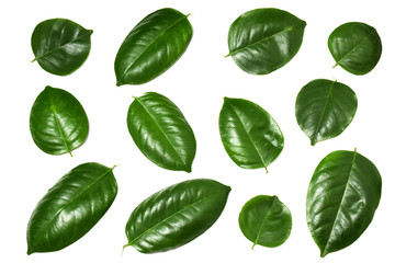 Green leaf on isolate white background with clipping path