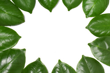 Green leaf on isolate white background with clipping path
