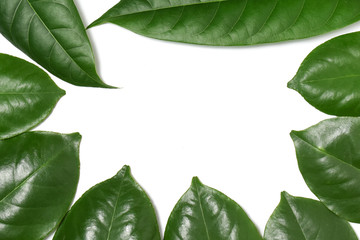 Green leaf on isolate white background with clipping path