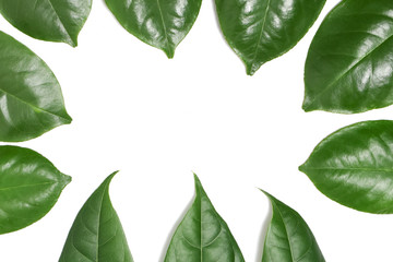 Green leaf on isolate white background with clipping path