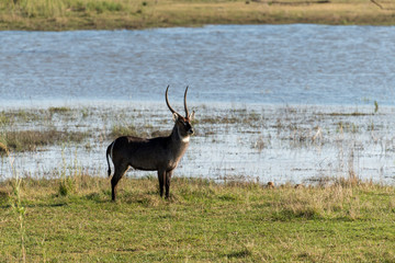 Cobe à croissant , Waterbuck,  Kobus ellipsiprymnus, Parc national du Pilanesberg, Afrique du Sud