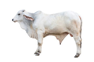 Brahman ox isolated on white background with clipping path - obrazy, fototapety, plakaty