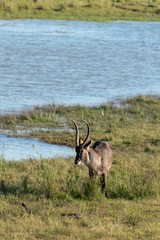 Cobe à croissant , Waterbuck,  Kobus ellipsiprymnus, Parc national du Pilanesberg, Afrique du Sud