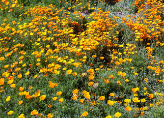 Garden field filled with bright golden poppies and orange and yellow gerbera daisies.
