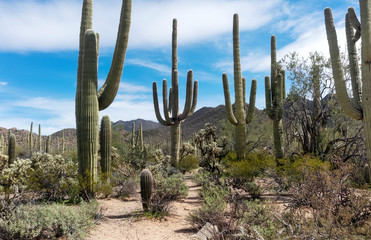 Arizona desert saguaro landscape.