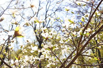 Magnolia blossoms bloom beautifully. The sun is shining. Sky is blue. Spring came. Natural photo background