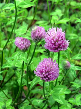 Pink flowers of clover