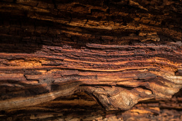 DEAD AND EROSIONED PINE TRUNK, CURVES, HOLES, KNOTS AND DIFFERENT COLORS IN HIS WOOD