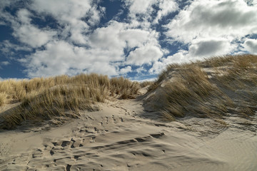 Fototapeta na wymiar Close-Up to Dunes at Domburg Beach with cloudy Sky / Netherlands