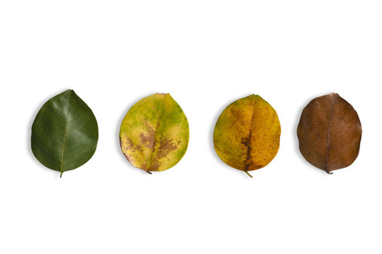 Colorful of the Cycle of leaves.