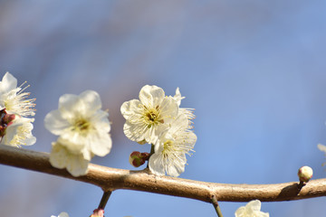 梅の花