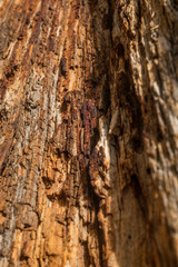 DEAD AND EROSIONED PINE TRUNK, CURVES, HOLES, KNOTS AND DIFFERENT COLORS IN HIS WOOD