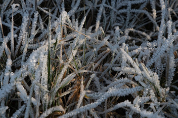 Blades of grass covered with ice crystals lit by the sun, shallow depth of field