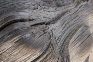 DEAD AND EROSIONED PINE TRUNK, CURVES, HOLES, KNOTS AND DIFFERENT COLORS IN HIS WOOD