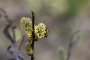 Bees collect nectar on the flowers of willow