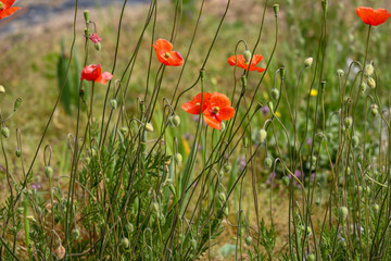 京都ぶらり、釈迦谷あたりでナガミヒナゲシ