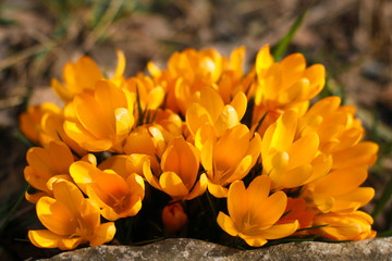 Crocuses are gold. The first spring flowers. Crocus (saffron) is a perennial bulbous plant. C. sativus