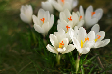 Crocuses are white. The first spring flowers. Crocus (saffron) is a perennial bulbous plant. C. sativus