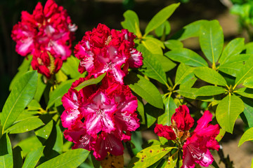 Beautiful full bloom colorful Indian Azaleas ( Rhododendron simsii ) flowers in springtime sunny day