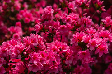 Beautiful full bloom colorful Indian Azaleas ( Rhododendron simsii ) flowers in springtime sunny day