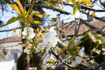 White Blossoms Spring Blooming in home garden with house background