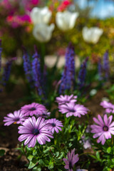 Close-up beautiful full bloom of pink purple white chrysanthemum on green background in springtime sunny day.