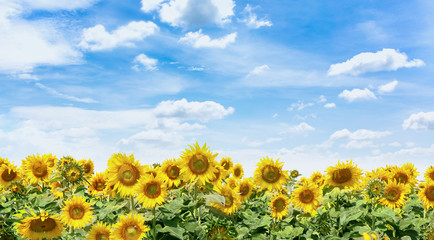 Sunflower field with btight blue sky background