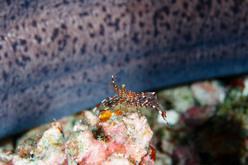Shrimp