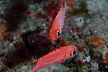 Big-eyed Soldierfish