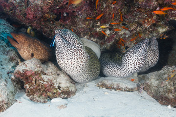 Honeycomb Moray