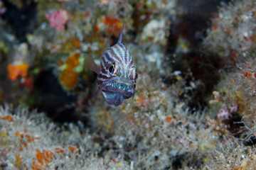 Tiger Tiger Cardinal