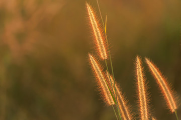 Poaceae grass flower in the rays of the rising sunset background.