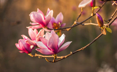 Rami di magnolia rosa fioriti in primavera - obrazy, fototapety, plakaty