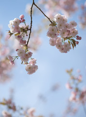 Delicate pink sunlit blossom flowers against a soft pale blue sky on a sunny spring day.